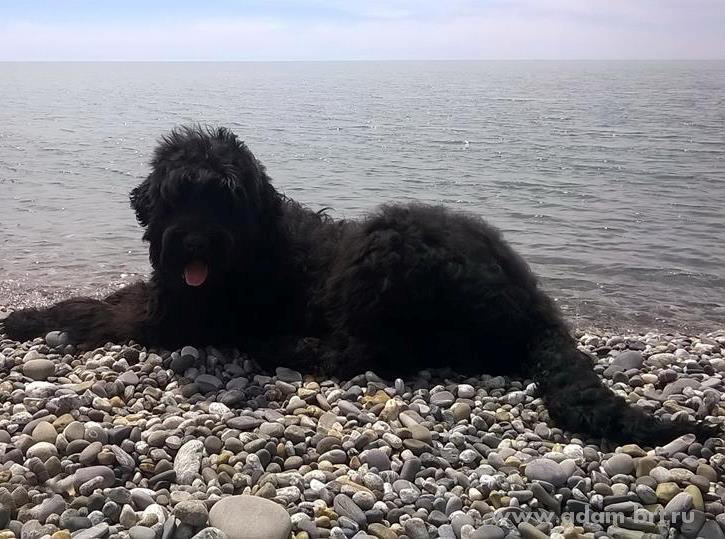 Adam Racy Style ZEUS